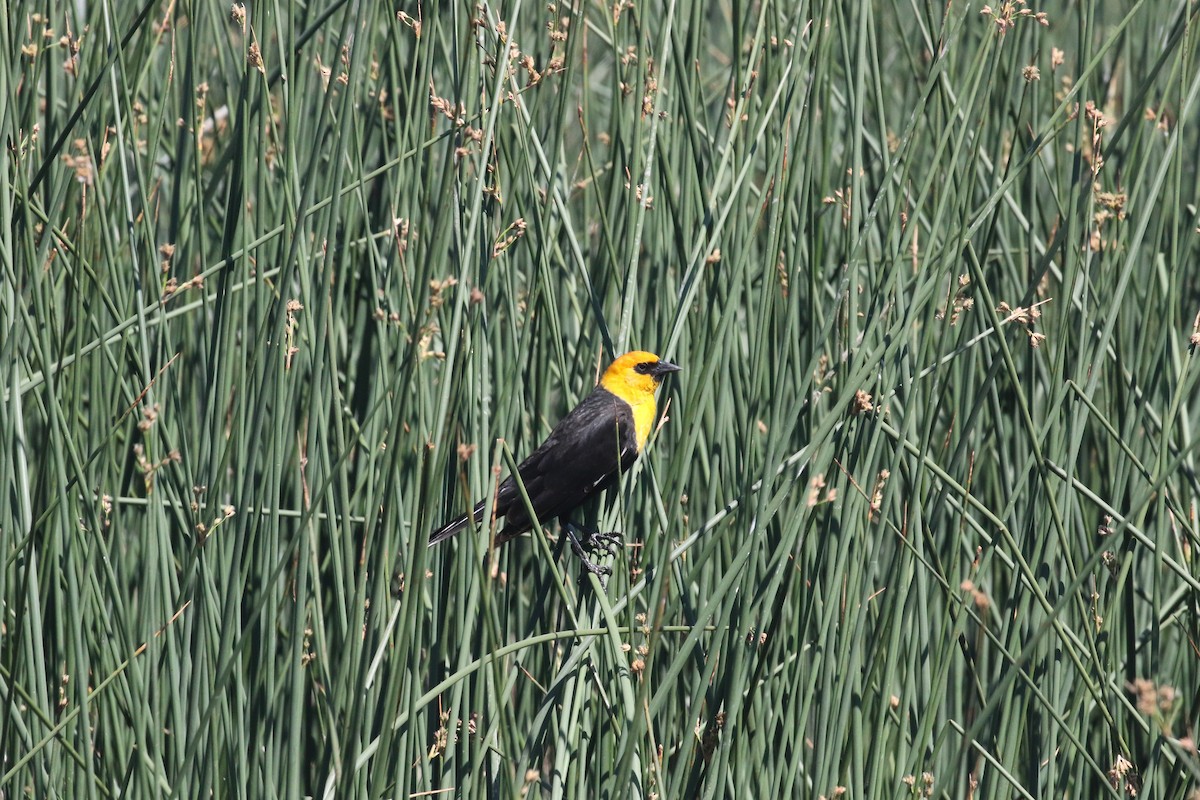 キガシラムクドリモドキ - ML637363754