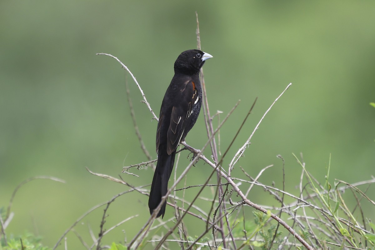 White-winged Widowbird - ML637363757