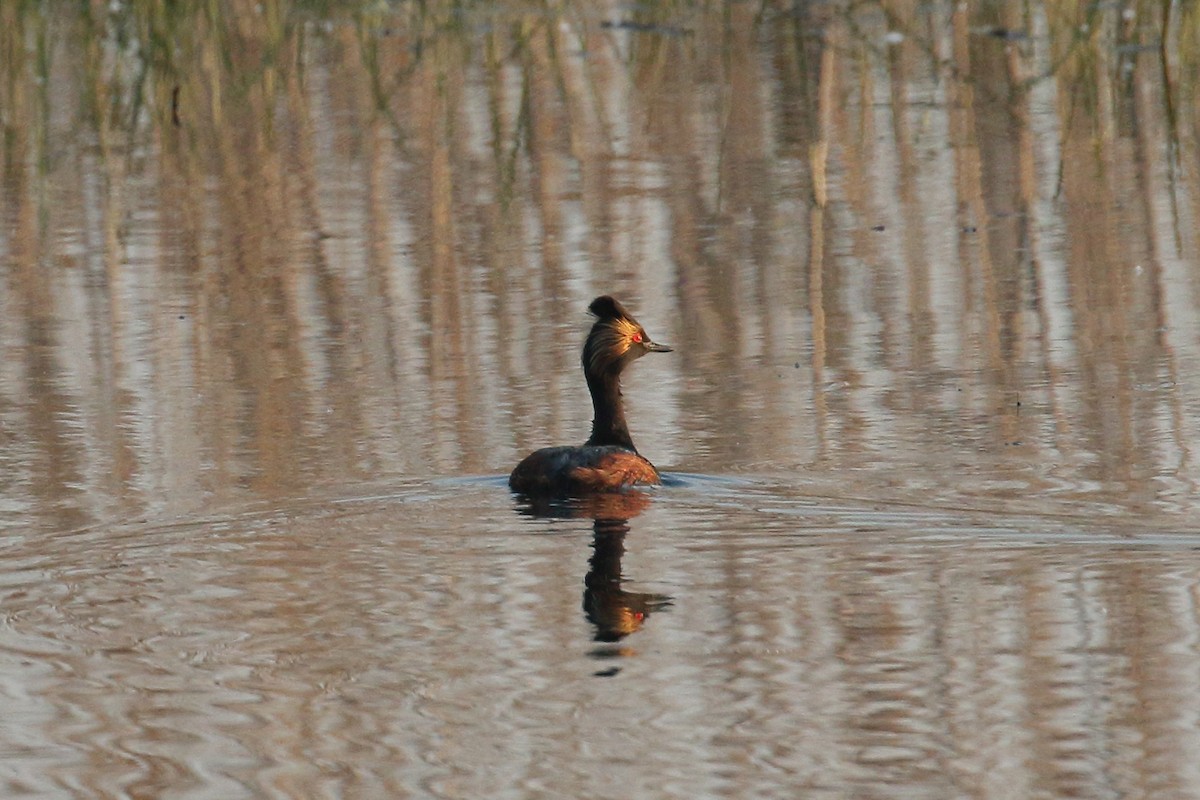 Eared Grebe - ML637363787