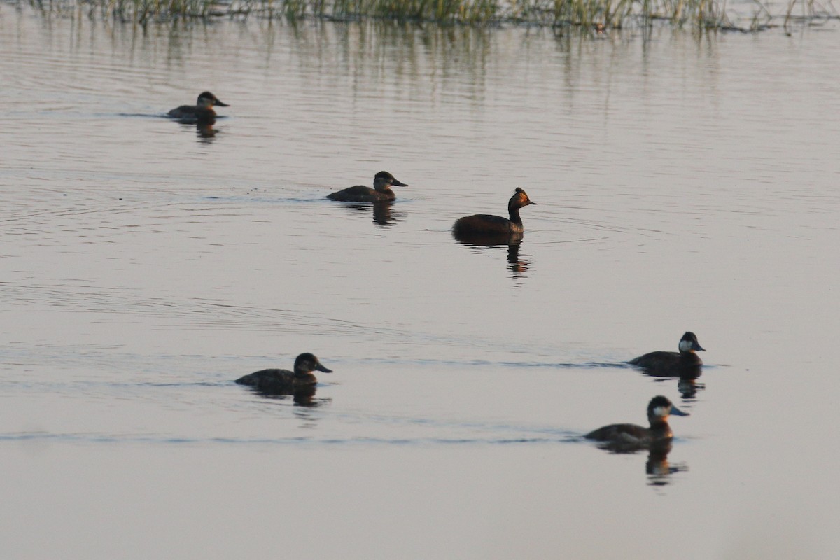 Ruddy Duck - ML637363803