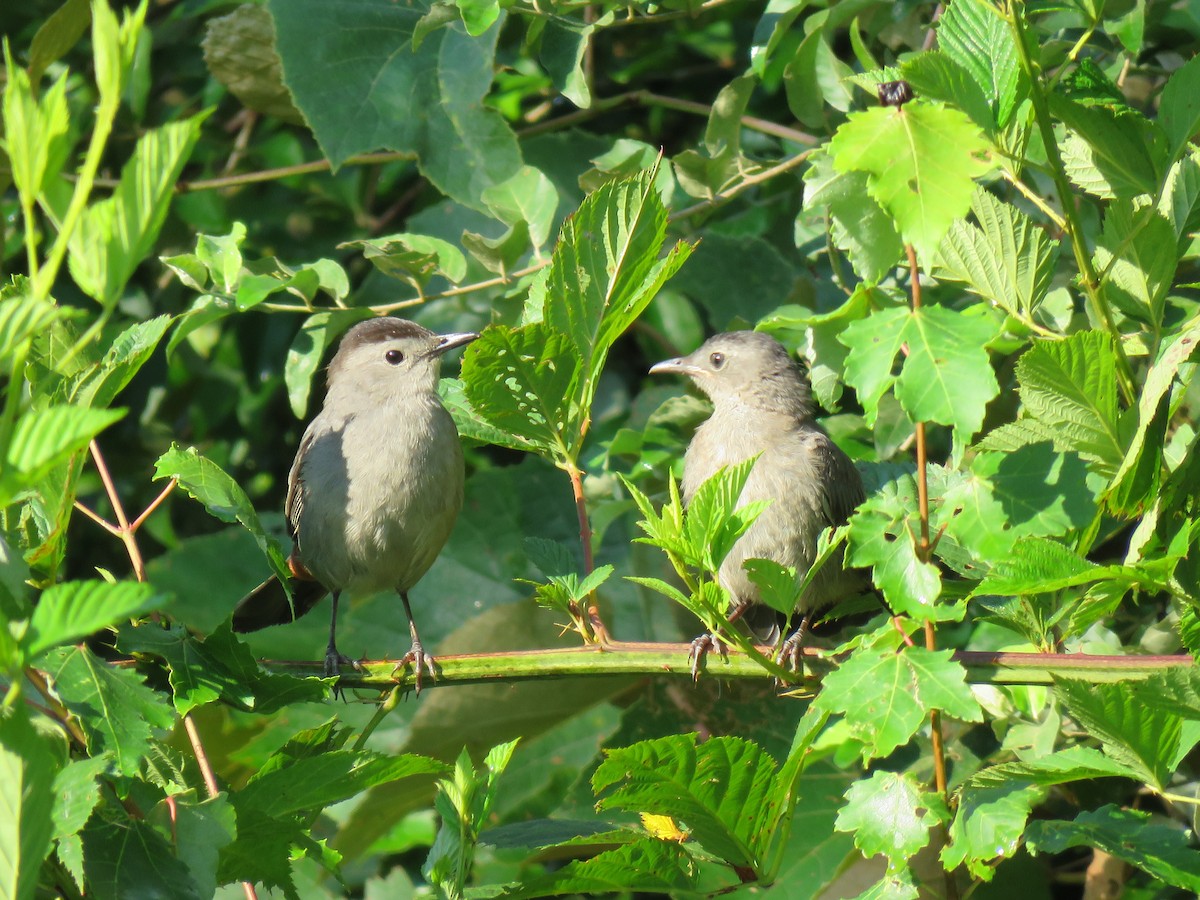 Gray Catbird - ML63736381