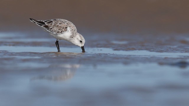 חופית לבנה - ML637363810