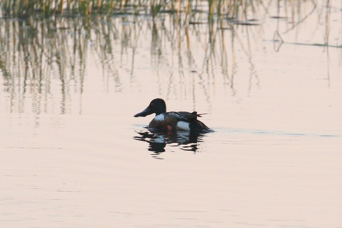 Northern Shoveler - ML637363824