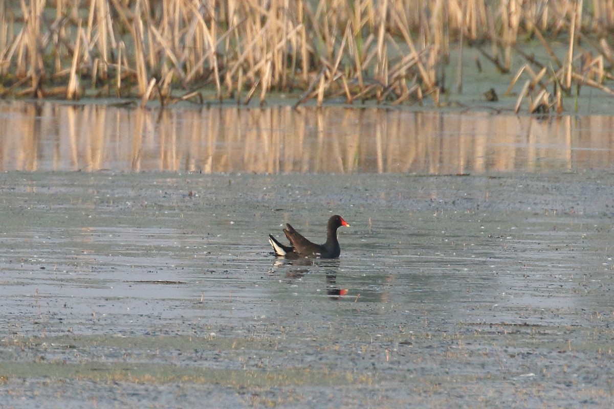 Common Gallinule - ML637363849