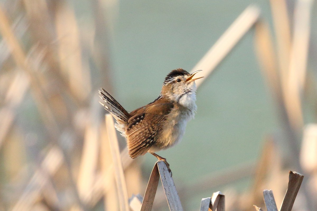 Marsh Wren - ML637363861