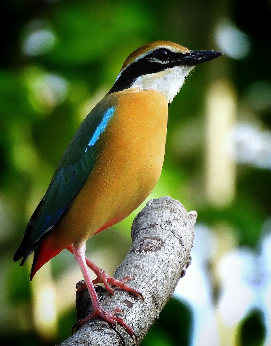 Indian Pitta - ML637363914
