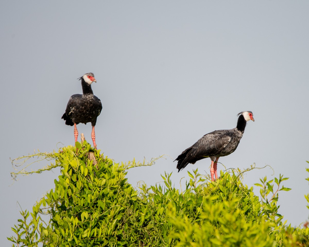 Northern Screamer - ML637363987