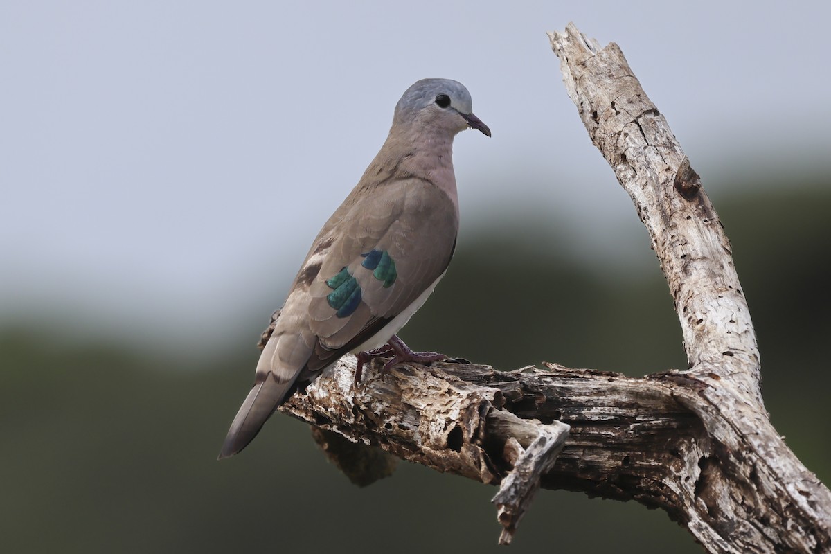 Emerald-spotted Wood-Dove - ML637363998