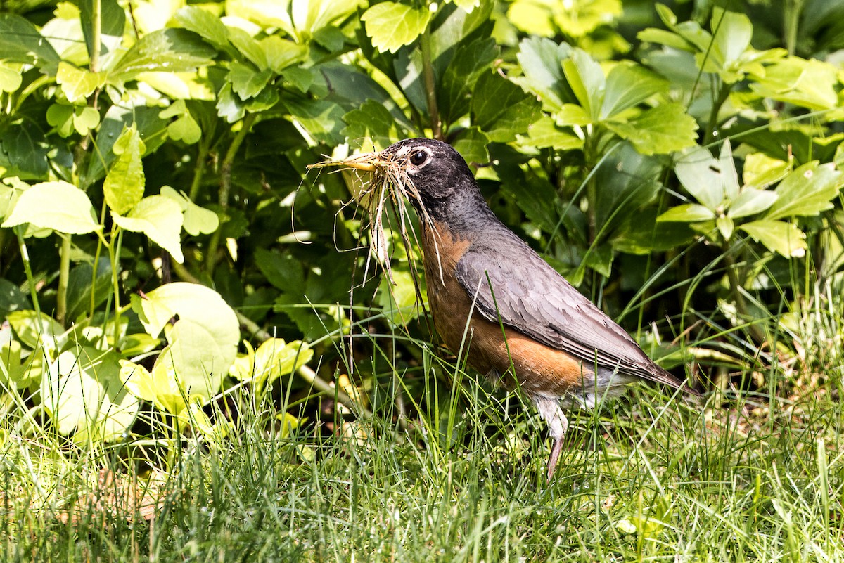 American Robin - ML637364019