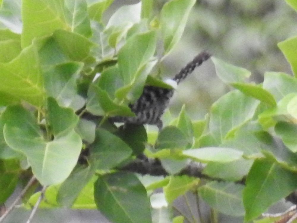 Stripe-backed Wren - ML637364022