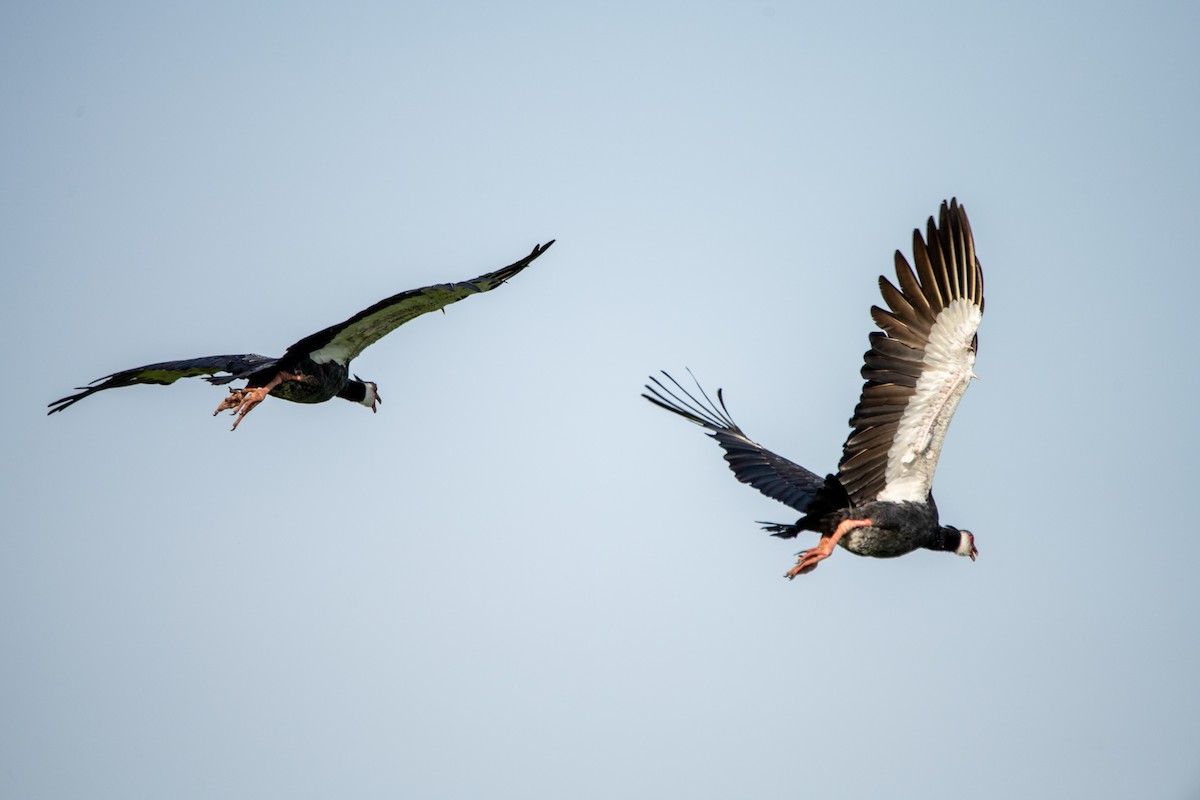 Northern Screamer - ML637364041
