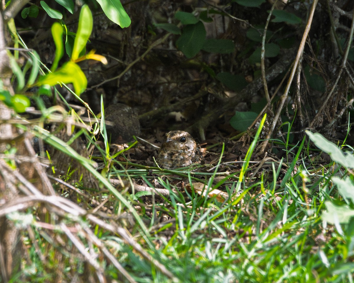 White-tailed Nightjar - ML637364098