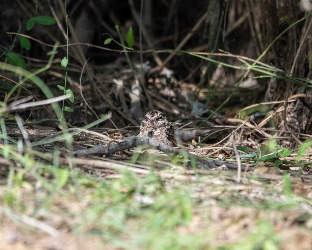 White-tailed Nightjar - ML637364099