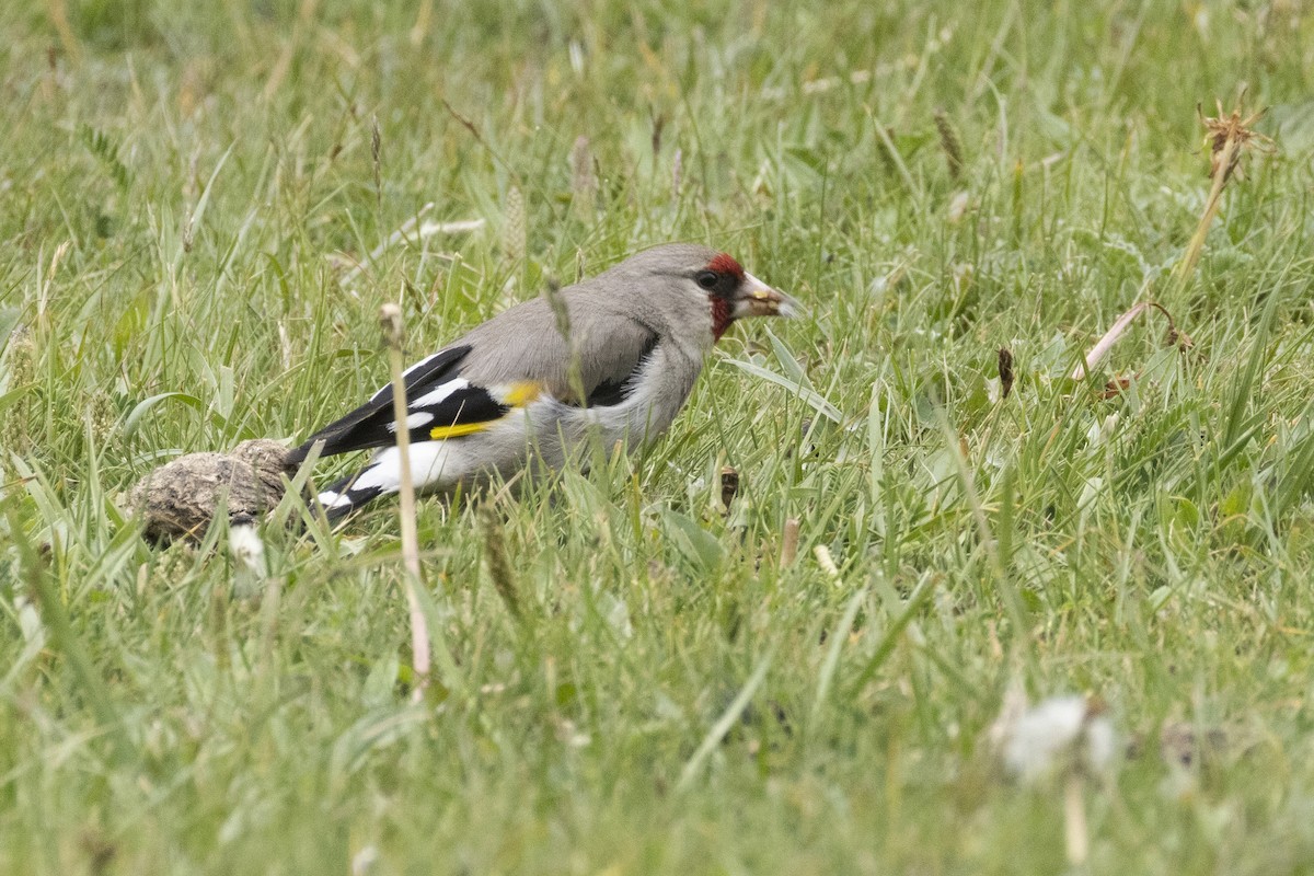 Gray-crowned Goldfinch - ML637364128