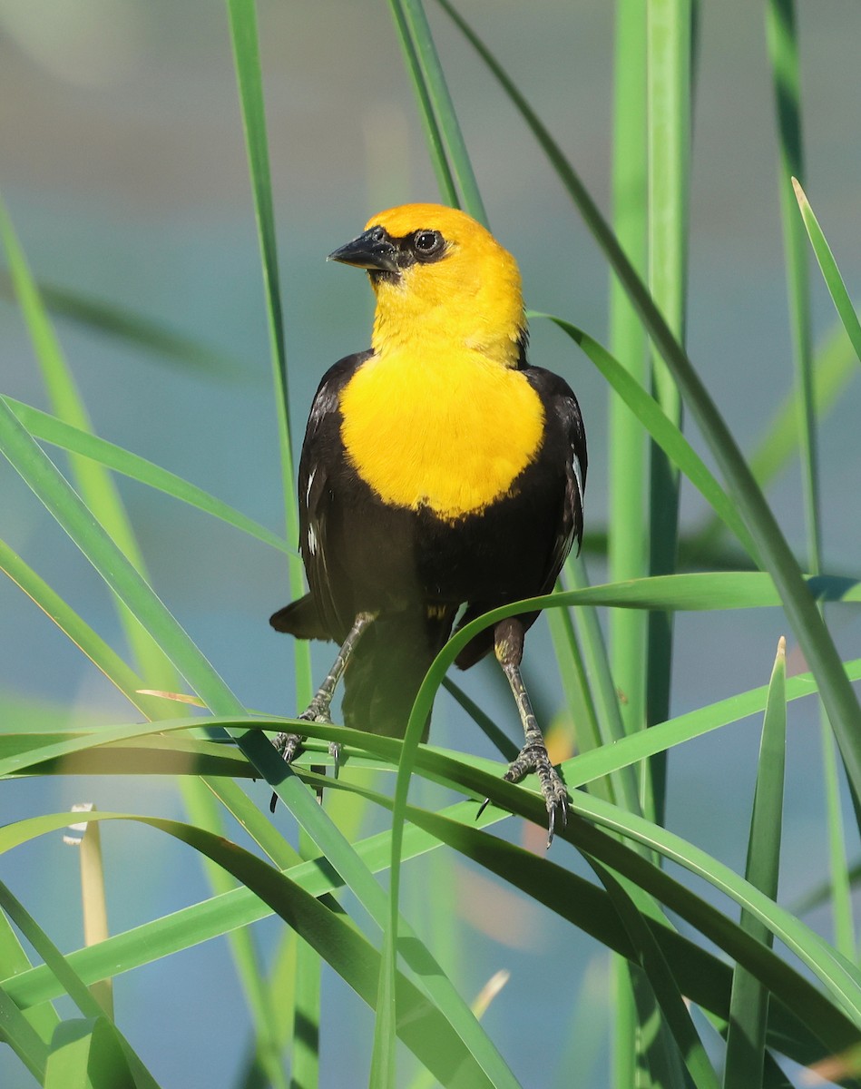 Yellow-headed Blackbird - ML637364185