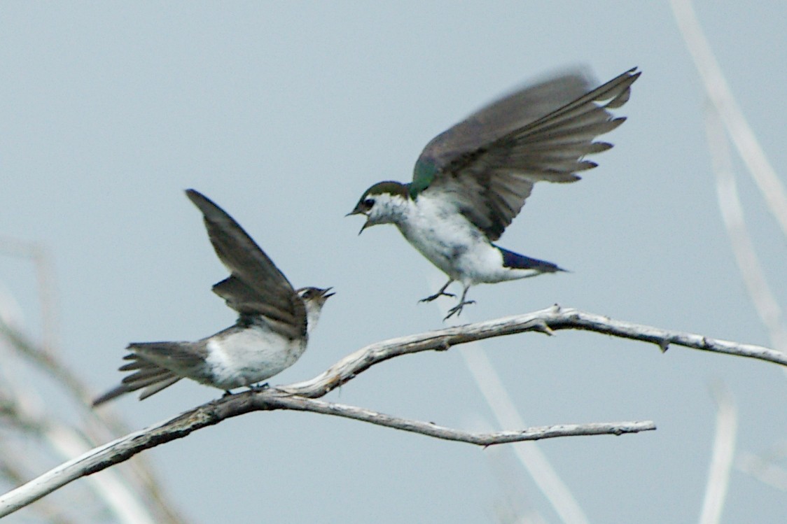 Violet-green Swallow - ML637364205