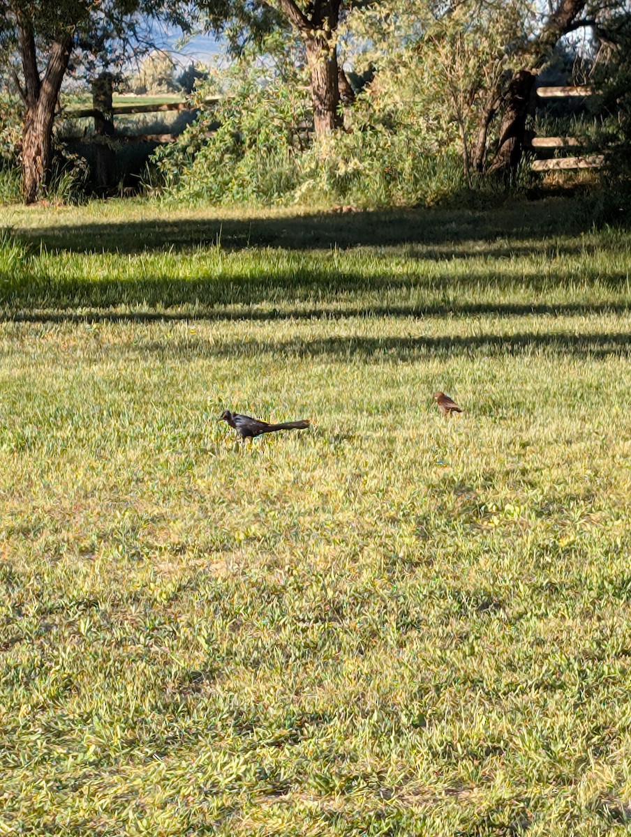 Great-tailed Grackle - ML637364274