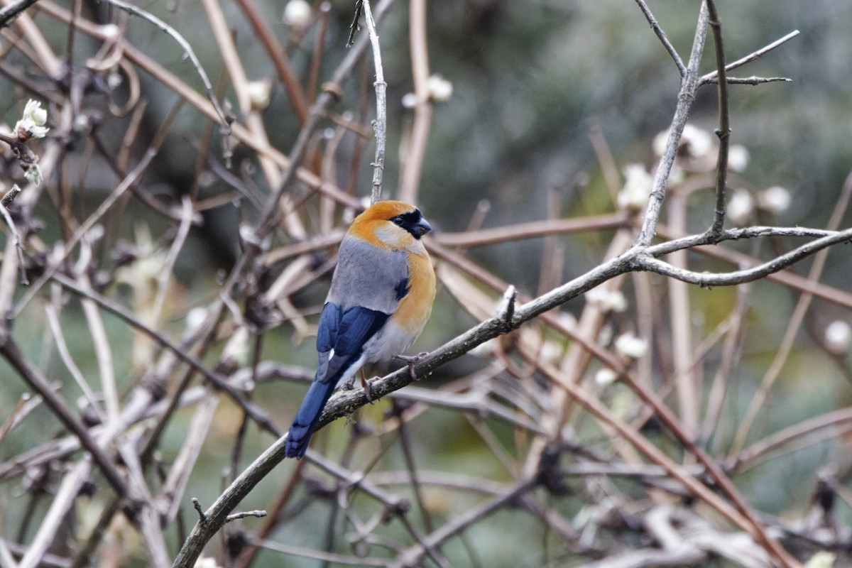 Red-headed Bullfinch - ML637364275