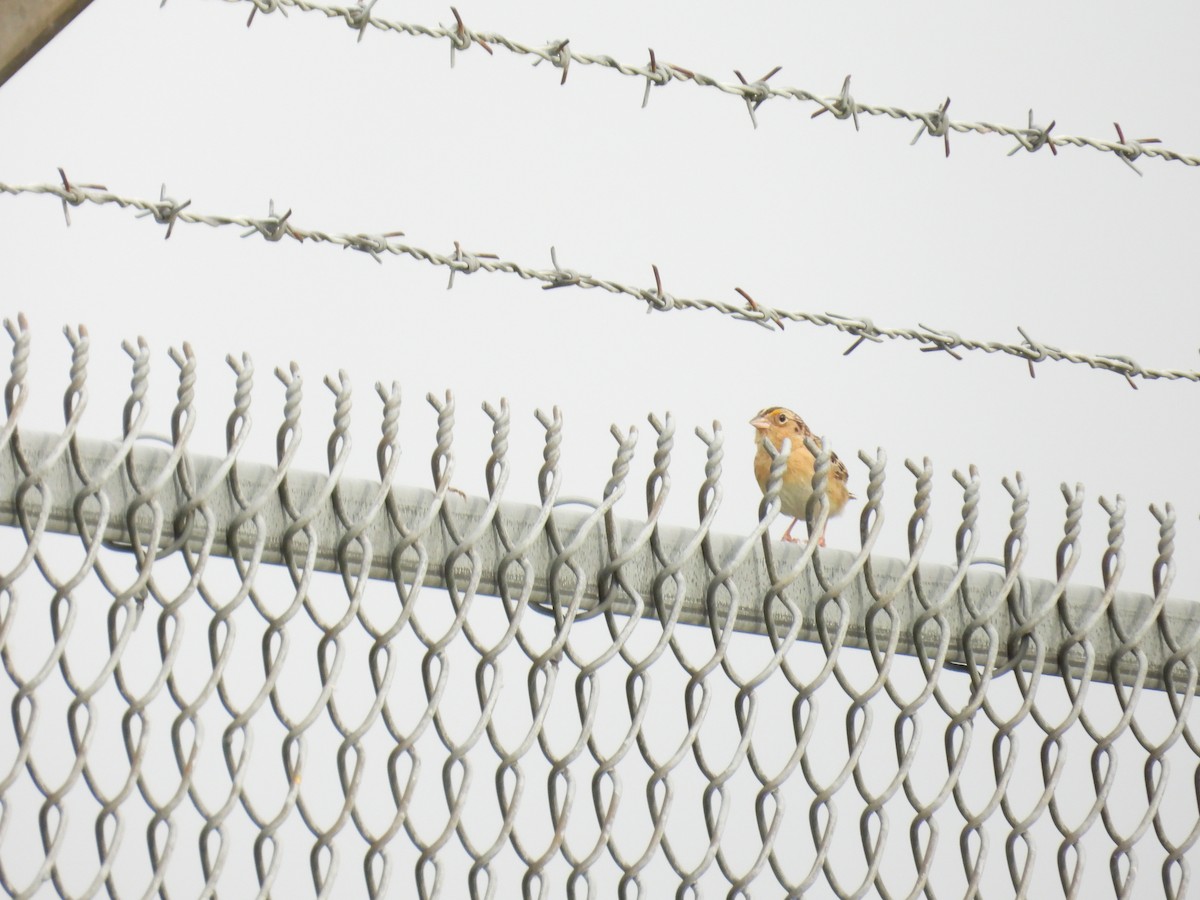 Grasshopper Sparrow - ML637364277