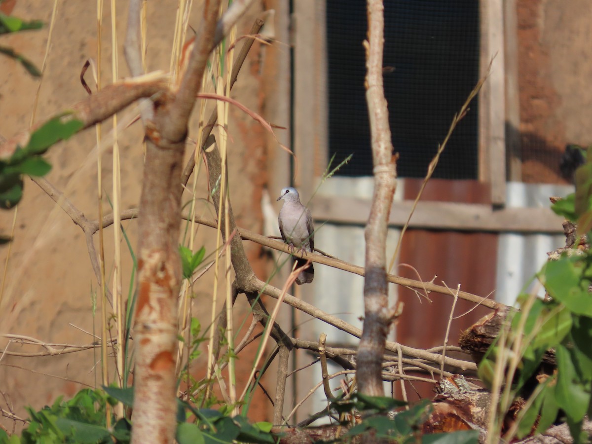 Black-billed Wood-Dove - ML637364278
