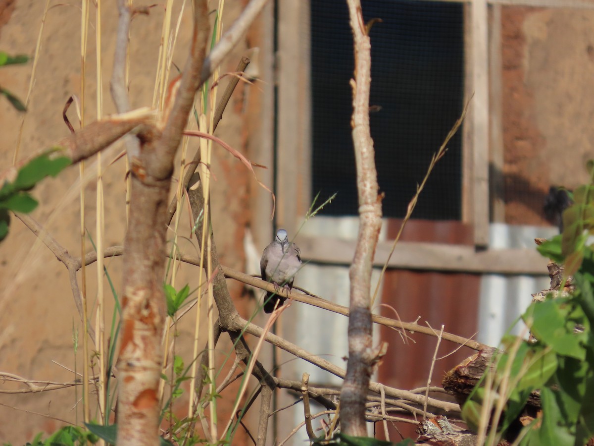 Black-billed Wood-Dove - ML637364280
