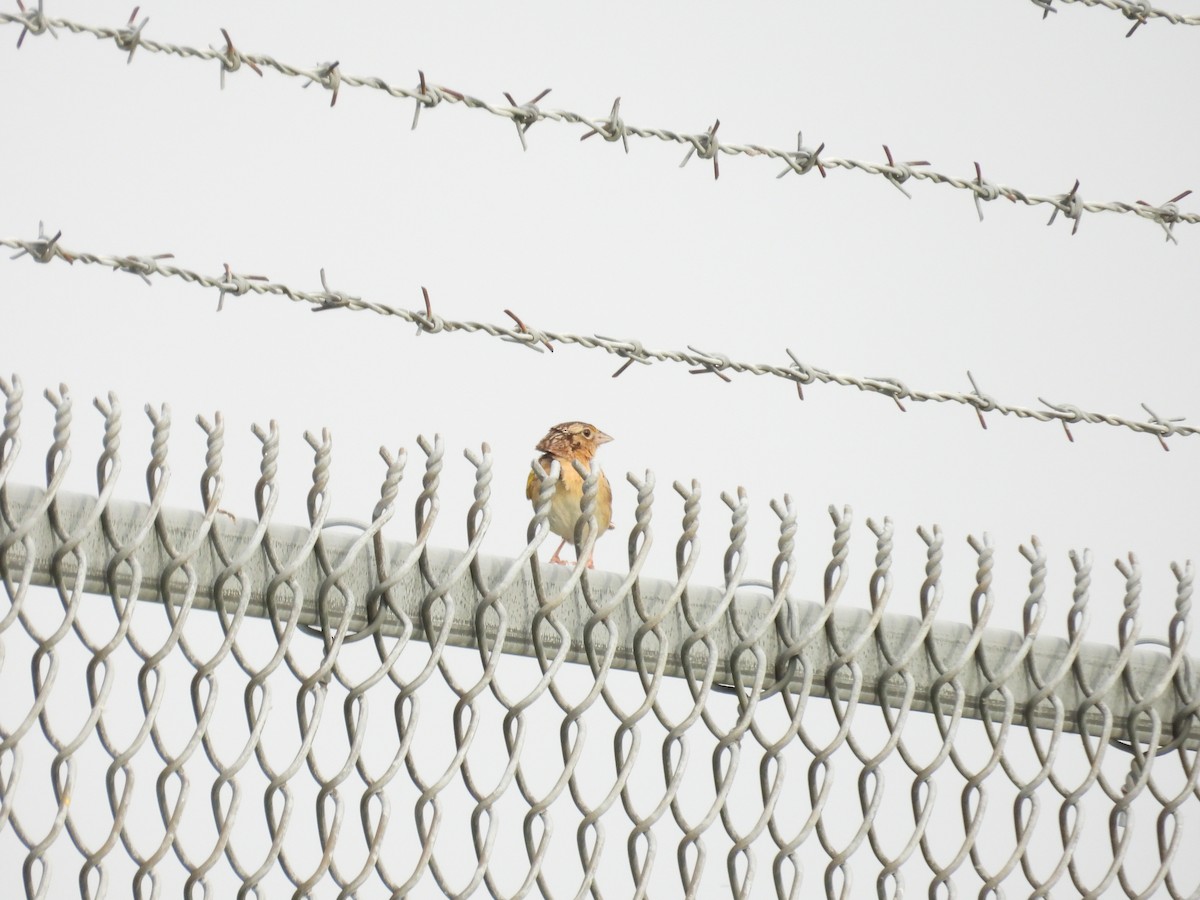 Grasshopper Sparrow - ML637364285