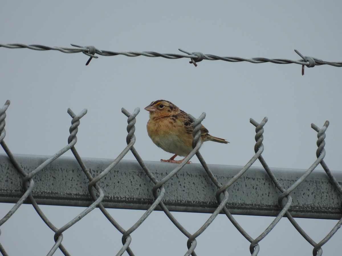 Grasshopper Sparrow - ML637364290