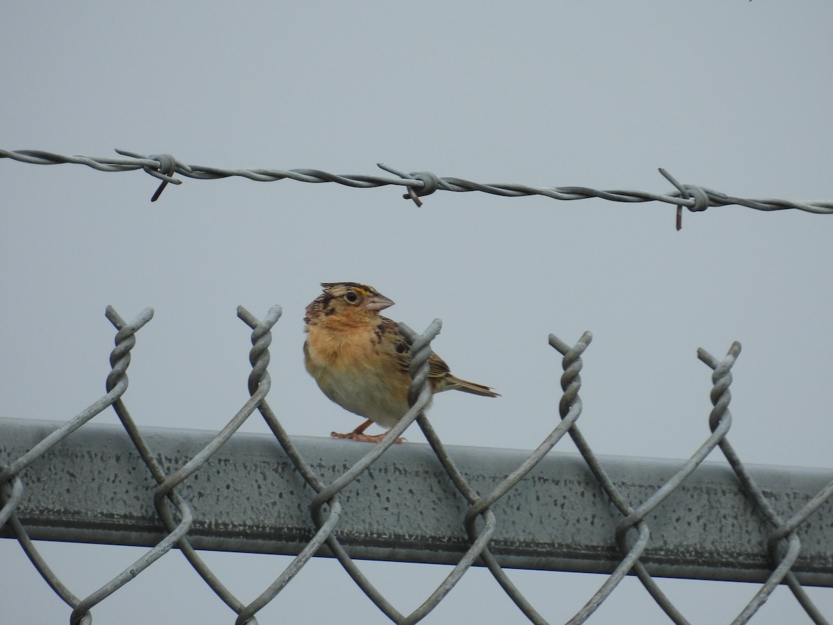 Grasshopper Sparrow - ML637364291