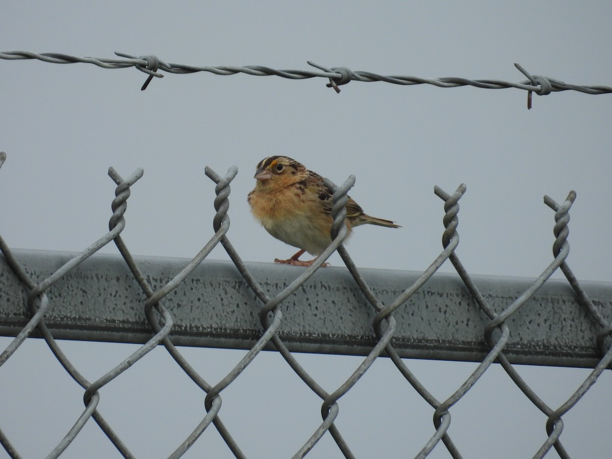 Grasshopper Sparrow - ML637364296