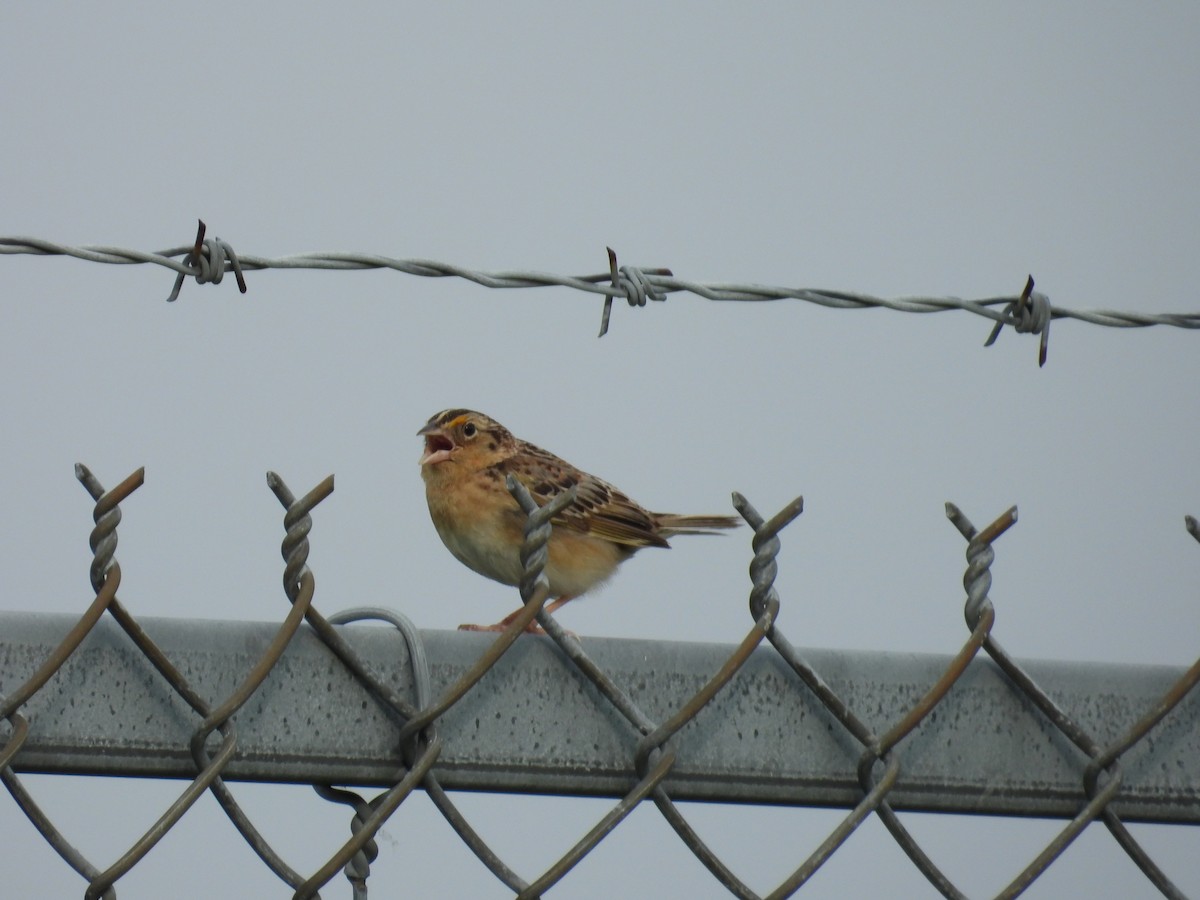 Grasshopper Sparrow - ML637364297