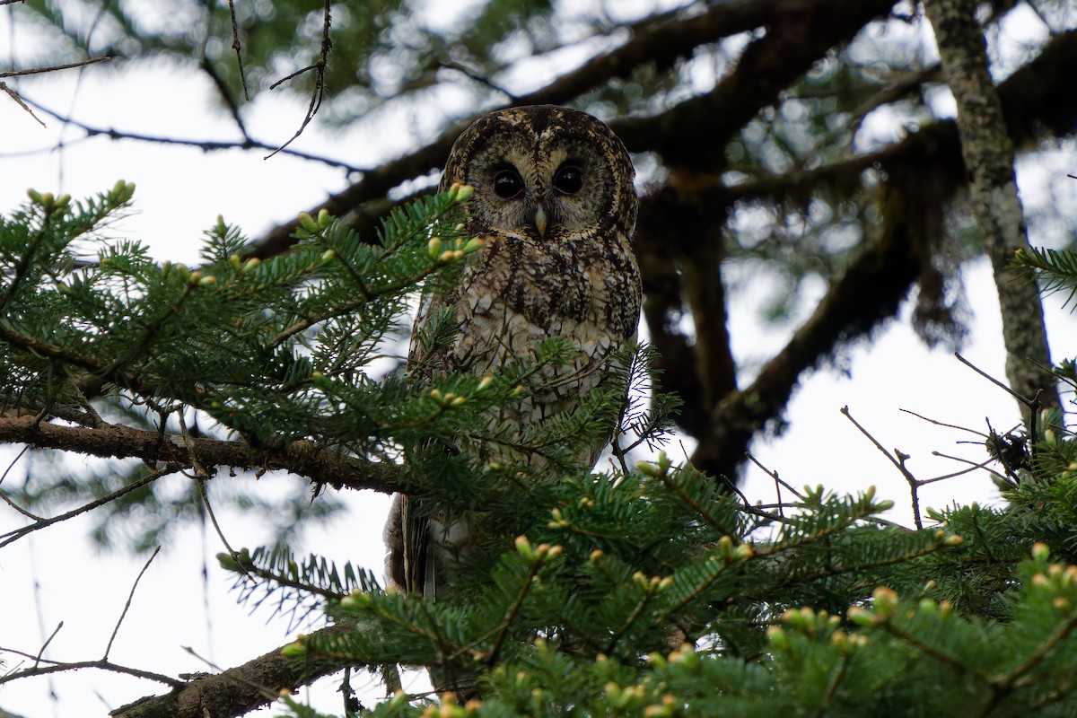 Himalayan Owl - ML637364398