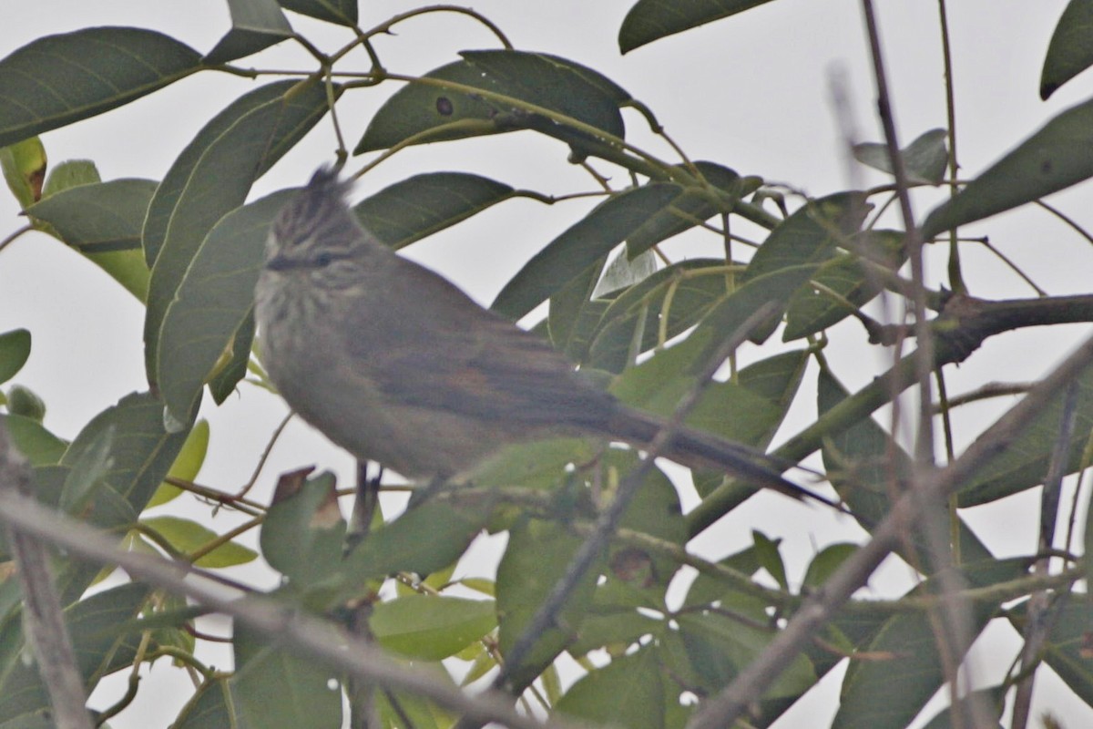 Tufted Tit-Spinetail - ML637364418