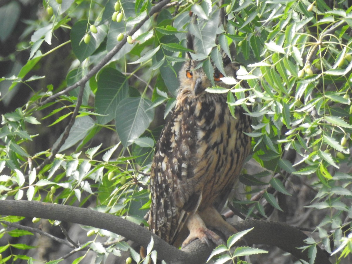 Rock Eagle-Owl - ML637364425