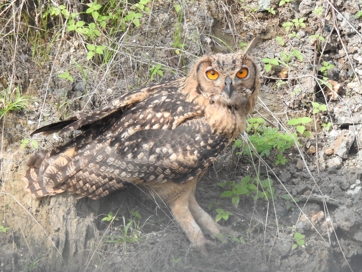 Rock Eagle-Owl - ML637364430
