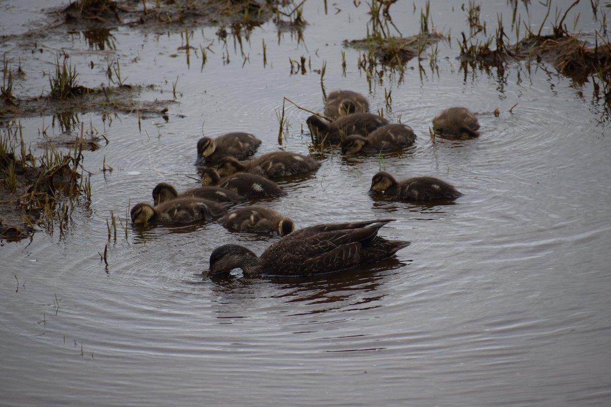 American Black Duck - ML637364488