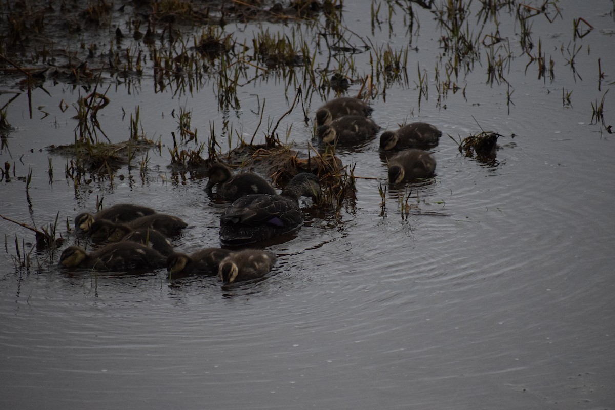 American Black Duck - ML637364489