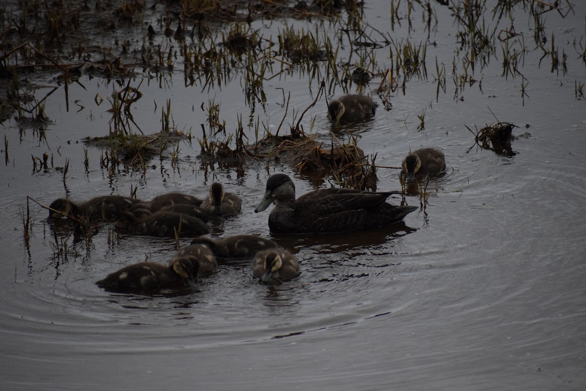 American Black Duck - ML637364490