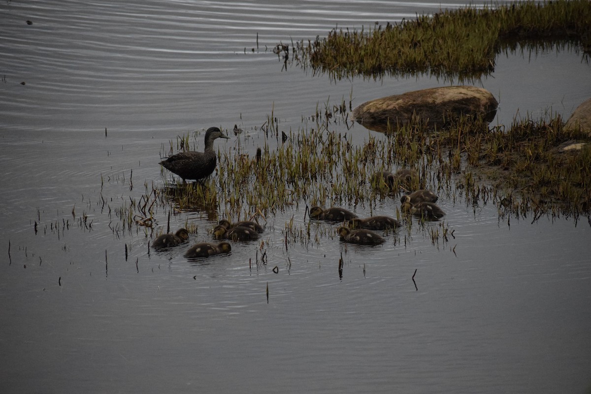 American Black Duck - ML637364502