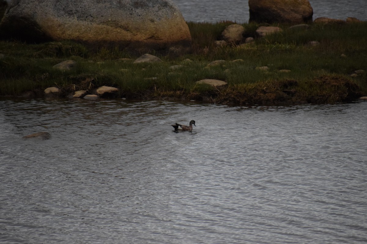 American Wigeon - ML637364505