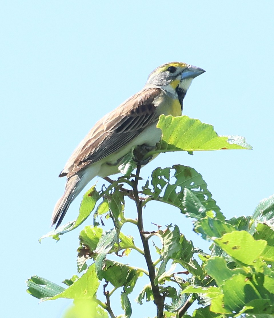 Dickcissel d'Amérique - ML637364508
