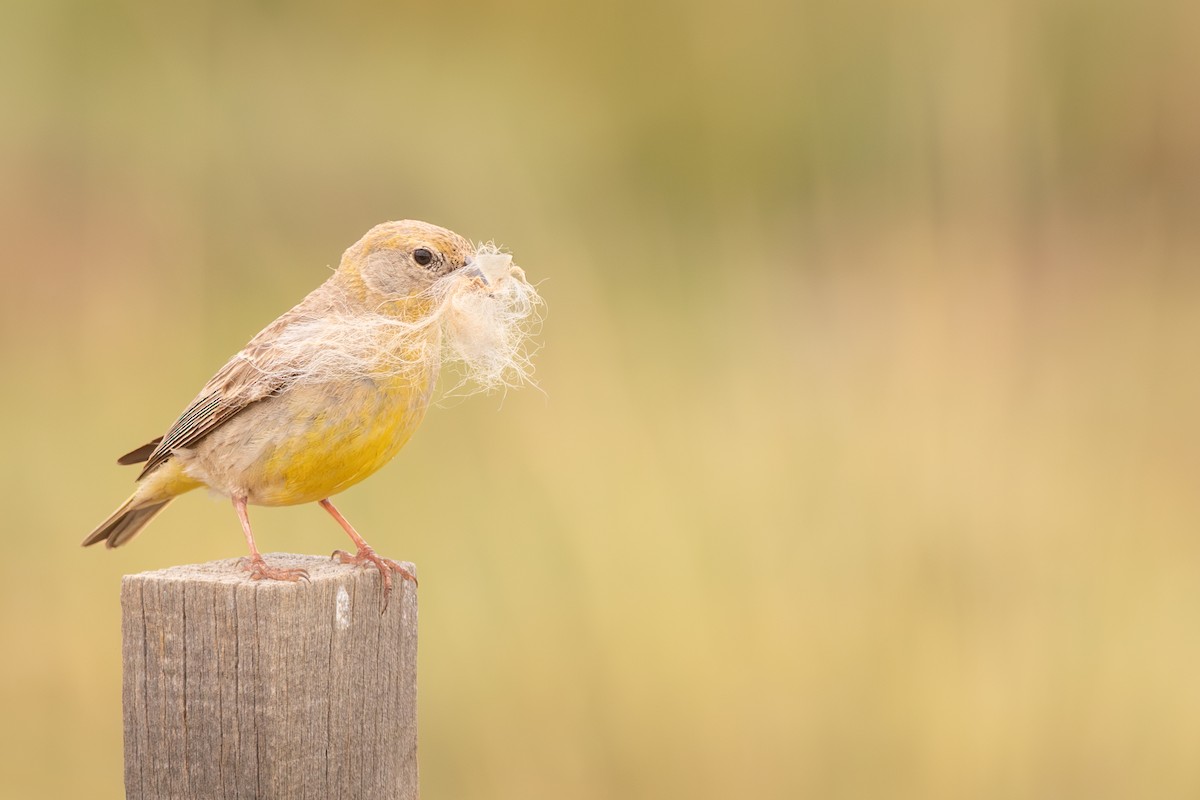 Bright-rumped Yellow-Finch - ML637364609
