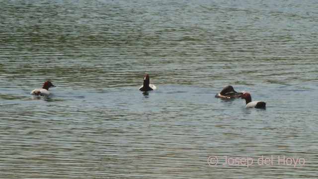 Common Pochard - ML637364657