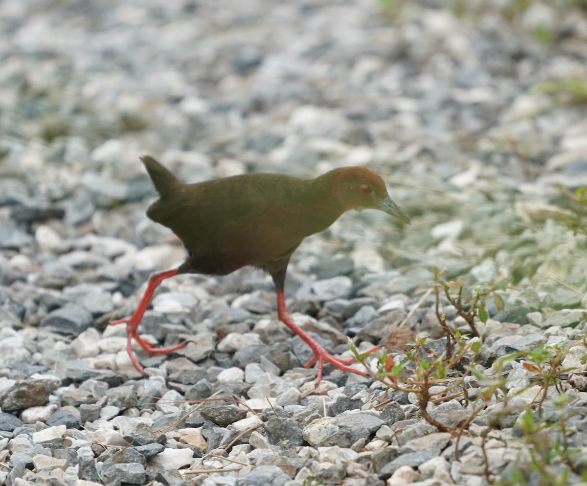 Ruddy-breasted Crake - ML637364695