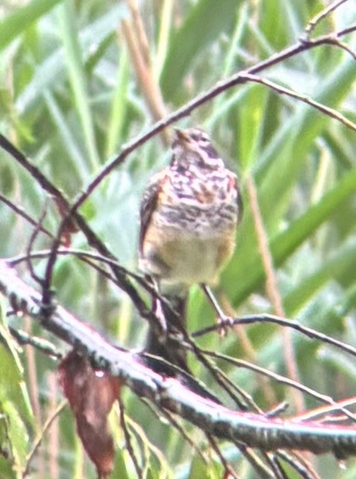 American Robin - ML637364704