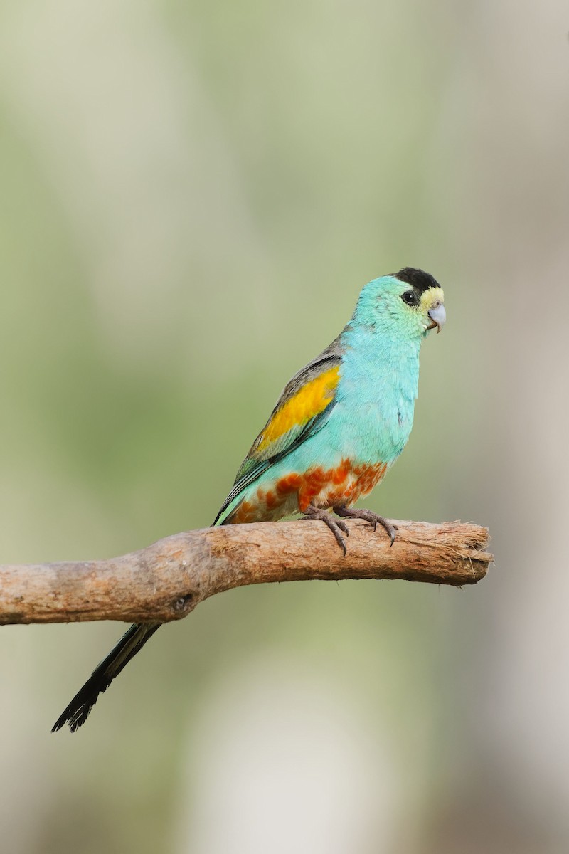 Golden-shouldered Parrot - ML637364736