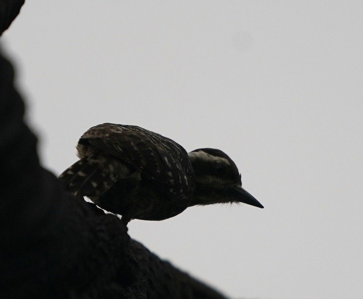 Sunda Pygmy Woodpecker - ML637364742