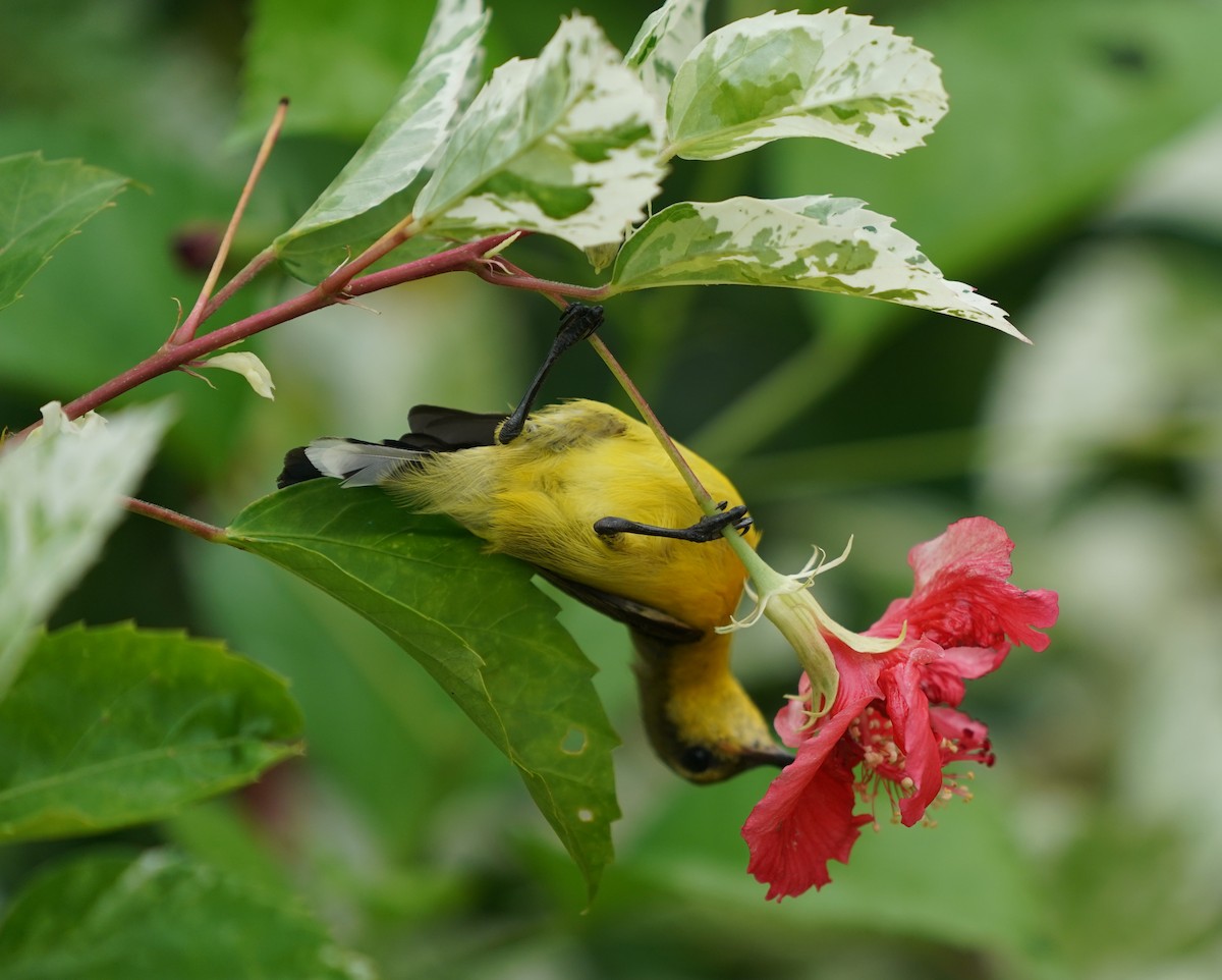 Ornate Sunbird - ML637364824