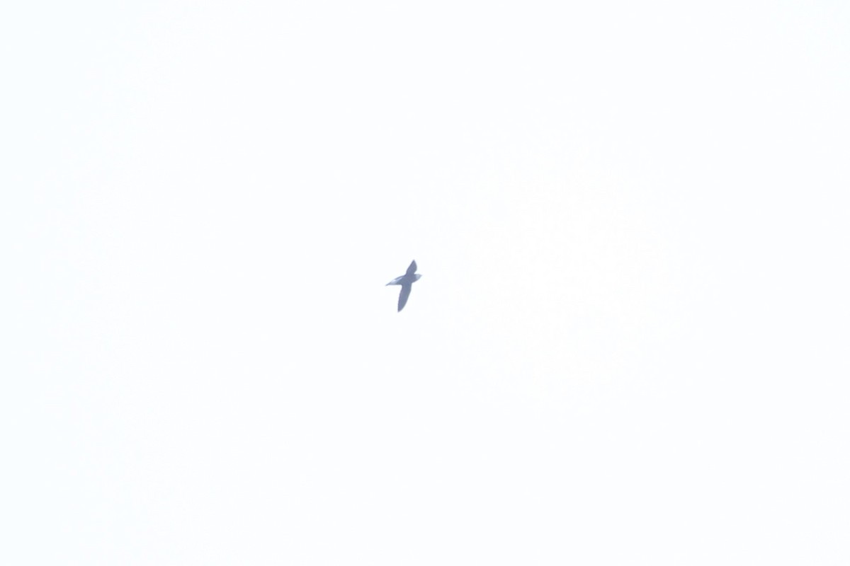 White-throated Needletail - ML637364846