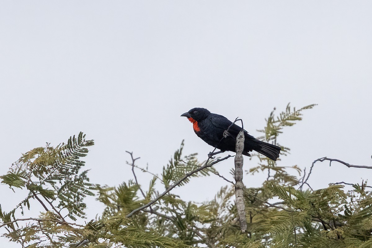 Scarlet-throated Tanager - ML637364915