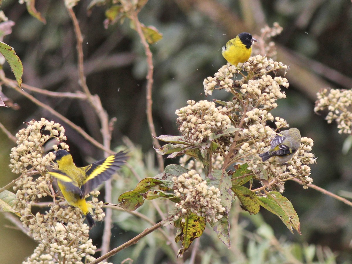 Hooded Siskin - ML637364921